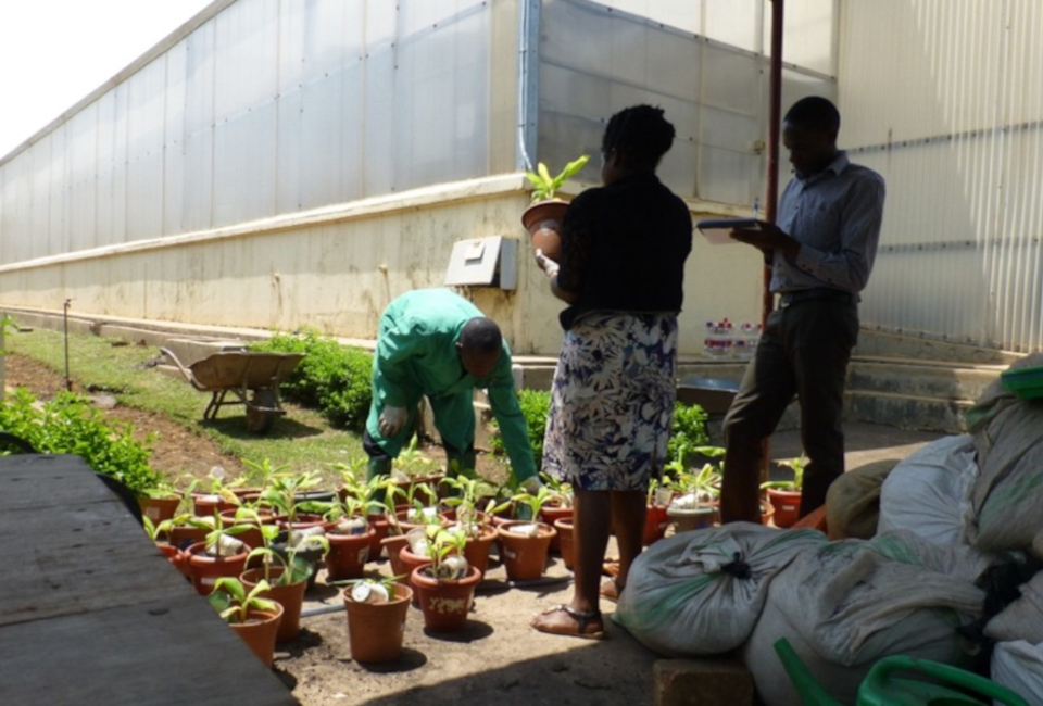 Three people inspecting potted plants in front of an African greenhouse